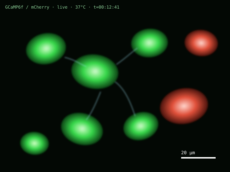 細胞の「会話」を生きたまま撮る(GCaMP6f / mCherry)